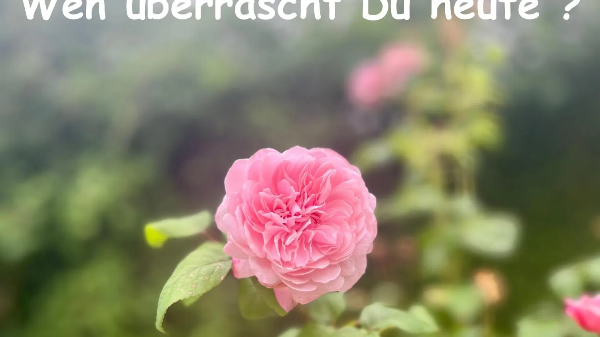 Schlafen Unter Den Sternen - Beheiztes Bubble Tent 美因河畔法兰克福 0*,  德国